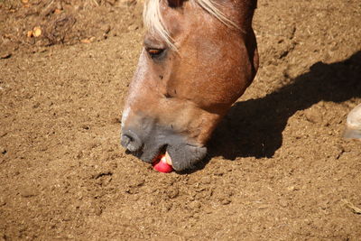 Close-up of a horse on field