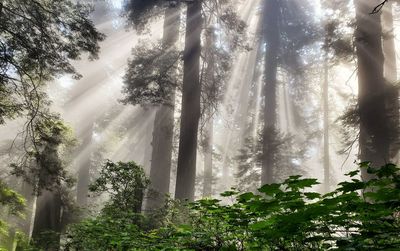 Sunlight streaming through trees in forest