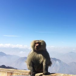 Baboon on wall against mountains