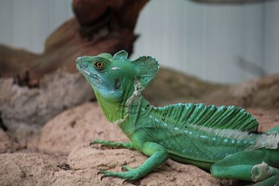 Close-up of green lizard