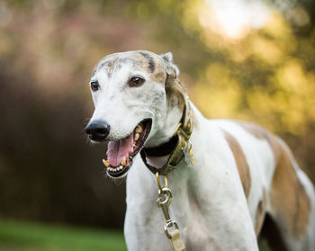 Close-up of dog looking away