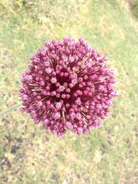 Close-up of pink flower