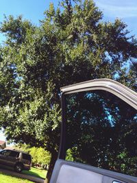 tree