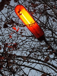 Low angle view of illuminated tree