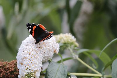 Close-up of insect on flower