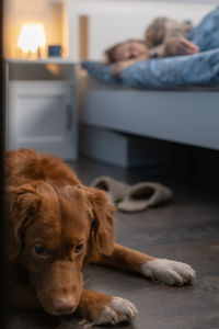 Brown hair duck tolling retriever wait near to woman with cold and flu. pet supports a disease girl.