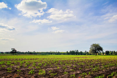 Scenic view of oilseed rape field against sky