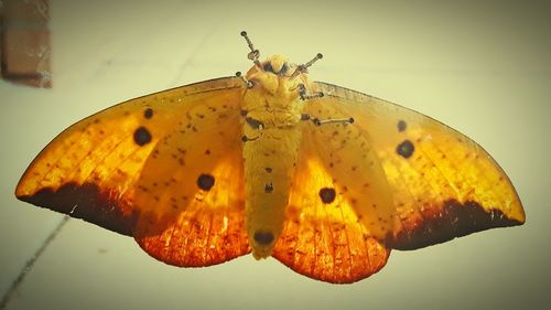 Close-up of butterfly on yellow flower
