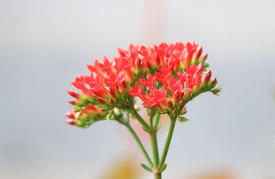 Close-up of red flower blooming outdoors