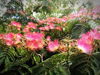 Close-up of pink flowers