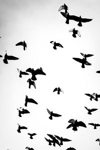 Low angle view of birds flying in sky