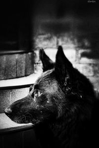 Close-up of dog