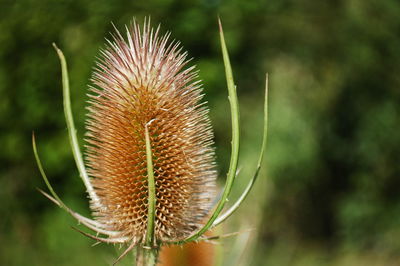 Close-up of flower