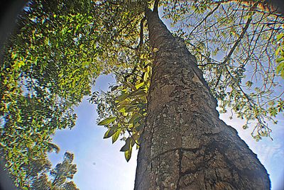 Low angle view of tree against sky