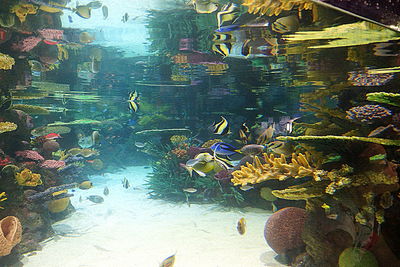 Fish swimming in aquarium