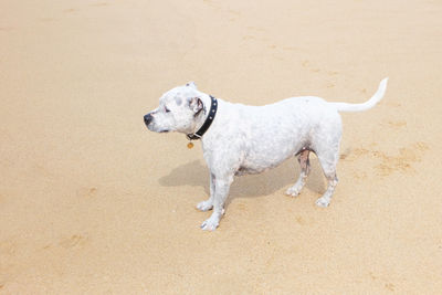 Dog on sand at beach