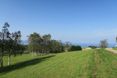 Trees on field against clear blue sky