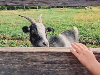 Close-up of hand feeding on field