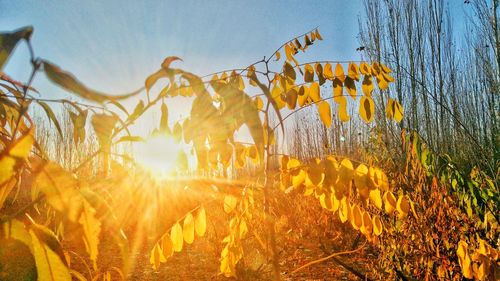 Close-up of yellow flowers growing in field