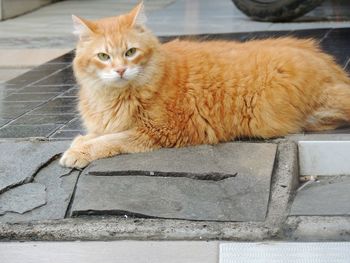 Portrait of ginger cat resting on footpath