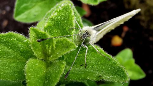 Close-up of insect on leaf