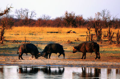 Cape buffalo fighting next to water