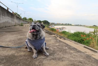 Portrait of dog on road against sky