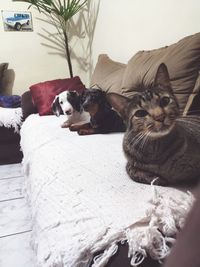 Cat resting on bed at home