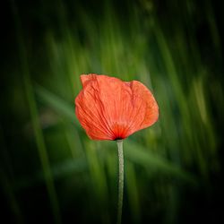 Close-up of red poppy flower