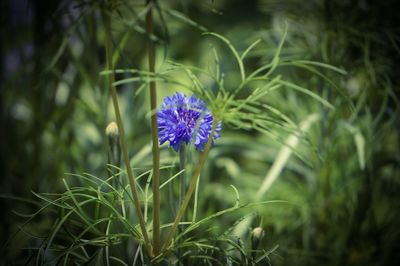 Close-up of purple flowers