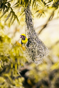 Close-up of yellow bird