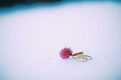 Close-up of pink flower