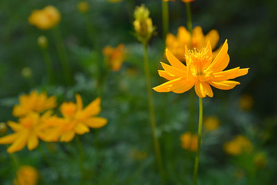 Close-up of yellow flowering plant on field