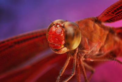 Close-up of insect on red flower