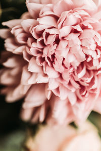 Close-up of pink rose flower