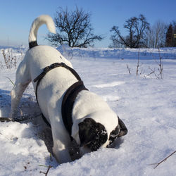 View of dog on snow covered land