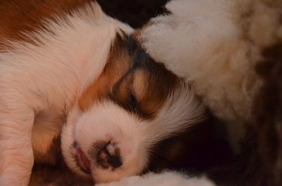 Close-up of dog sleeping