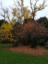 Trees on landscape against sky during autumn