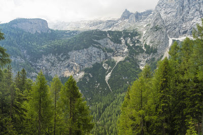 Scenic view of pine trees and mountains against sky