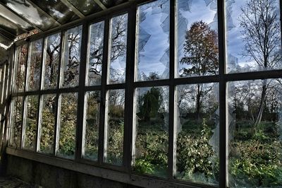 Reflection of trees on glass window