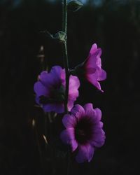 Close-up of purple flowering plant