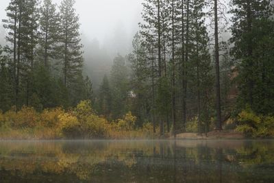 Trees by lake in forest