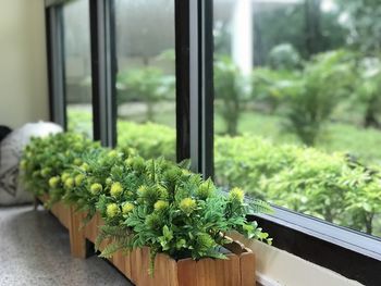 Close-up of potted plant on window sill