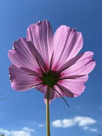 Close-up of pink flower against sky