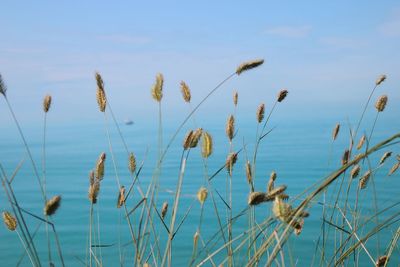Close-up of plants by sea against sky