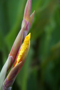 Close-up of yellow flower against blurred background