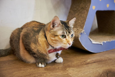 Cat looking away on hardwood floor