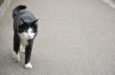 High angle portrait of black cat on street