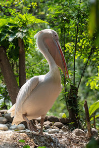 Bird perching on rock