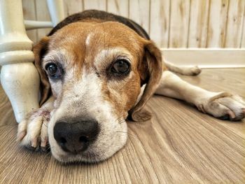 Close-up portrait of a dog resting